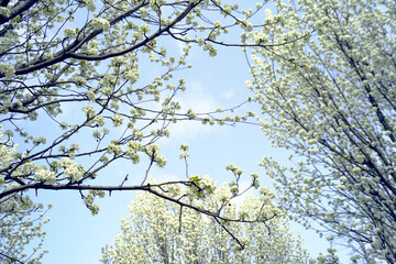 Bare branches filled with white blossoms under blue sky in early spring. Symbolizes delicate seasonal awakening, ephemeral floral beauty, and inspirational outdoor composition for mindful storytelling