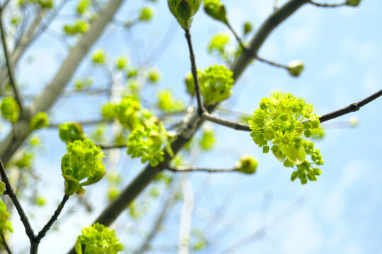 Sunlit green blossoms of maple tree on branch against sky. Represents early spring optimism, fresh seasonal energy, and uplifting natural imagery for wellness, lifestyle, and editorial applications.