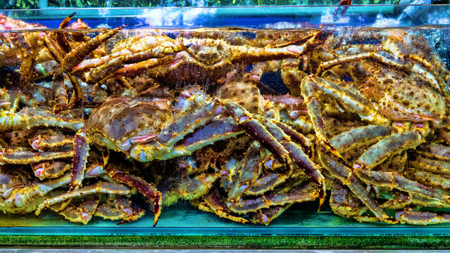 Enormous Kamchatka crabs, Alaska king crab, Japanese crab (Paralithodes camtschatica) for sale at a seafood store in Malaysia.