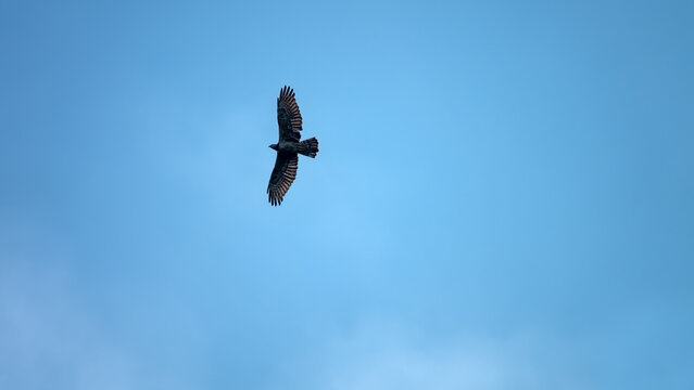 crested honey hawk (Pernis ptilorhynchus) in Rainforest on the Malayan peninsula, Malacca