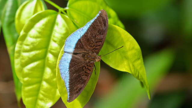 The Malay Count Cynitia godartii asoka of Malacca