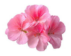 Fototapeta premium Close-up cluster of delicate, light pink flowers. Soft petals, a hint of deeper pink shading. Isolated on black