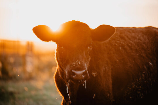 young calf grazing in a field at sunset