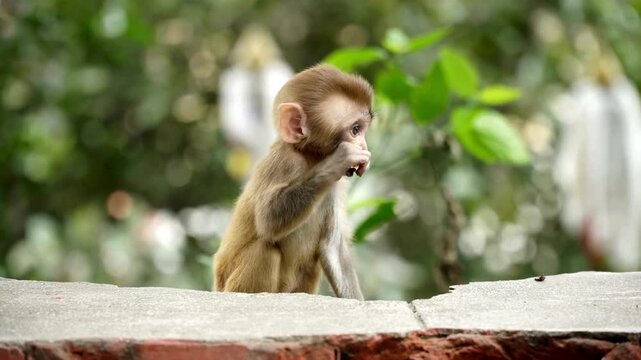 Cute Baby Rhesus Macaque Eating In Forest