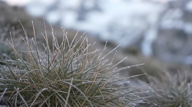 Close-up of a Frosty Hedgehog Cactus in Winter.