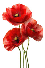 Obraz premium Three vibrant red poppies with intricate petal textures against a black backdrop