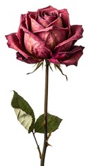 Dried Rose: A Study in Deep Crimson Hues