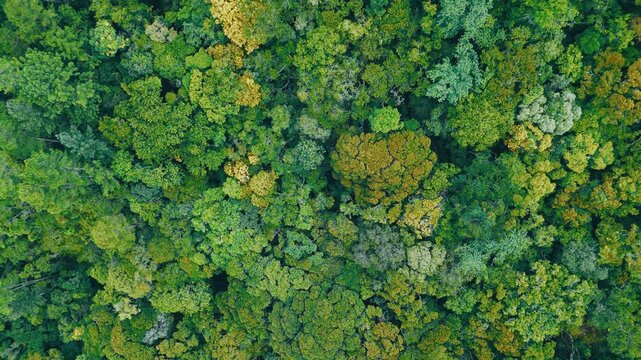 Aerial view of the Brazilian jungles. Top down view of the tropical forest in Brazil