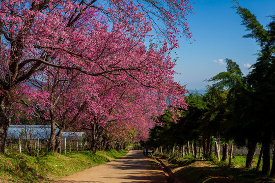 pink cherry blossom in spring