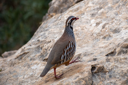 Red-legged Partridge bird in Spain