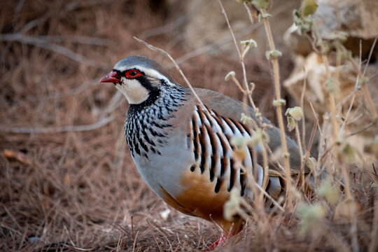Red-legged Partridge bird in Spain