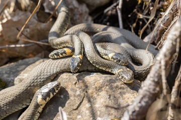 Grass ringed water snakes mating and enjoying spring. The grass snake (Natrix natrix), sometimes called the ringed snake or water snake is often found near water.