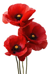Obraz premium Trio of vibrant red poppies, detailed petals and dark centers, transparent BG