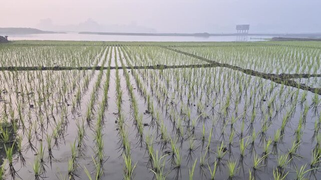 Professional cinematic video of a vast flooded rice field with systematic plantation rows, Paddy Farming in Bangladesh, 4K UHD 30fps.