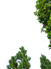 green trees on the right side and bottom, suitable for decorating quotes