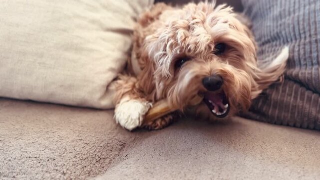 Adorable Fluffy Dog with Curly Coat Enjoying Bone Treat Relaxing Home Interior Video
