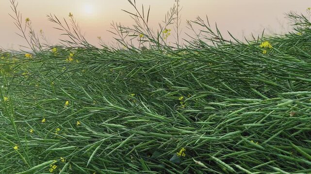 Slow left to right tracking shot across mature mustard plants, dense green seed pods and a few yellow flowers bending together under warm sunset light in rural fields