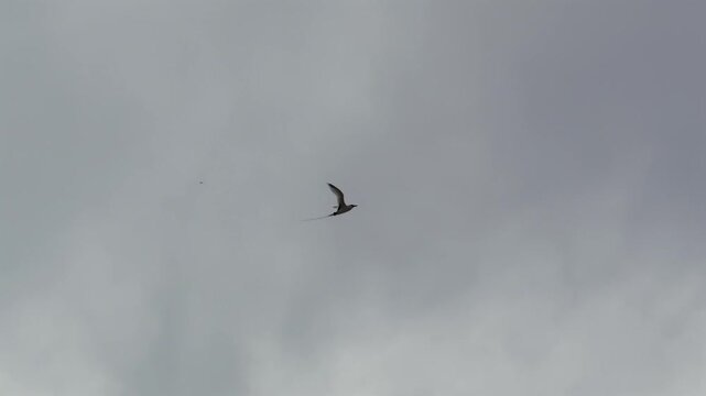 Slow motion footage of white tailed tropic bird flying, cloudy sky, Mahe, Seychelles 25fps.