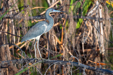 Obraz premium Tri-Colored Tricolored Heron stands at the water near lake shore
