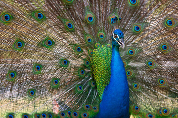 Fototapeta premium Peacock bird with fanned open tail, colorful peacock feathers eyes pattern