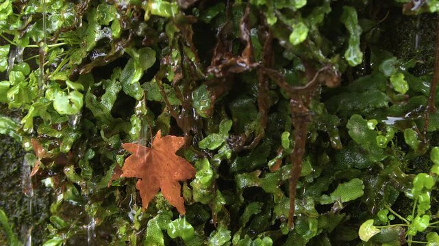 Water drips down wet vibrant green vegetation with one red maple leaf