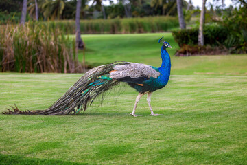 Fototapeta premium Peacock outdoor walking gracefully in tropical park