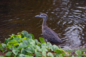 Obraz premium Juvenile Yellow-crowned Night Heron searching for prey in the lake waters Dominican Republic