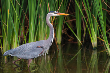 Obraz premium Great blue heron stands at the water near lake shore
