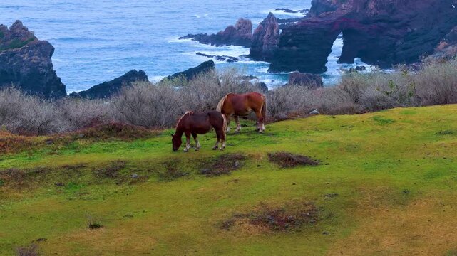 Untamed Wild Horses on Cliffs of Oki Islands, Shimane, Kuniga Coast Background