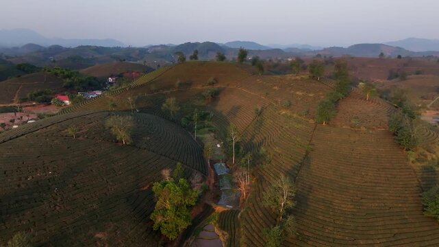 Drone flight over Vietnam tea hills during misty dawn, highlighting curving tea rows, a quiet country road, distant mountain ridges and soft morning haze in a calm rural.