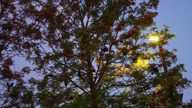 Nocturnal flying foxes feed on native flowers, pollen, and fruit at dusk, wildlife activity is spotted in South Brisbane.