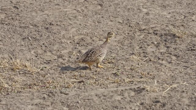 Female Coqui Francolin (Campocolinus coqui) walking in Tarangire National Park i in Tanzania.