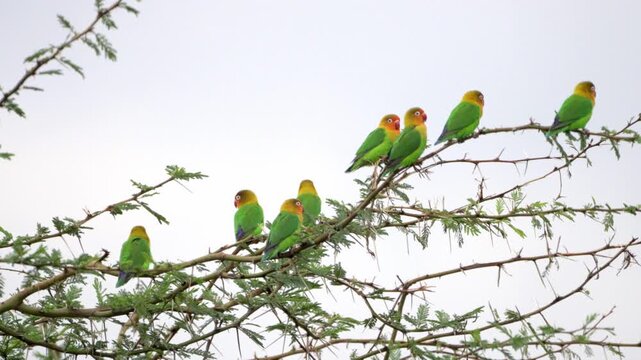 Fischer's lovebird perched on a tree