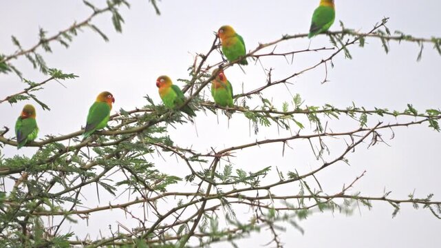 Fischer's lovebird perched on a tree
