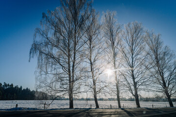 Four tall, leafless birch trees silhouetted against a bright blue sky with sunlight shining through branches, winter landscape with snow-covered ground visible