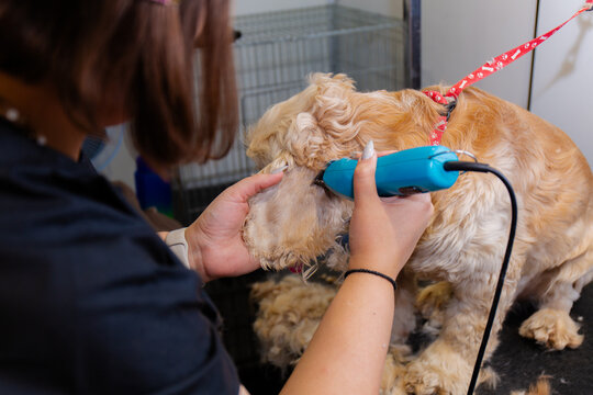 Precise dog ear trimming with clippers in grooming salon