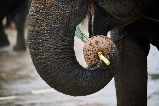 Elephant trunk holding a bamboo stalk close up