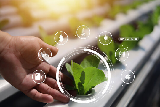 Smart hydroponic farming concept with fresh green lettuce growing in controlled environment, showing precision agriculture, plant monitoring, sustainable food production and modern agri technology.