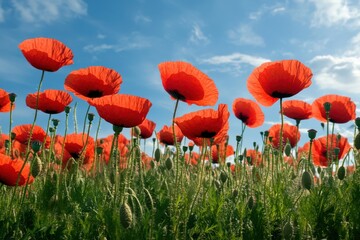 Fototapeta premium Bright red poppies bloom in a sunny field under a clear blue sky with fluffy clouds