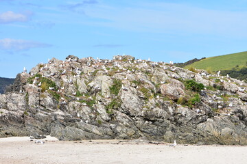 Large colony of seabirds nesting on rocky outcrop near sandy beach. Location: Tawharanui Peninsula New Zealand