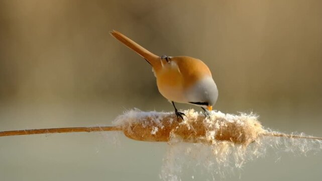 Male Bearded Reedling Foraging Cattail Fibers on Reed Stem