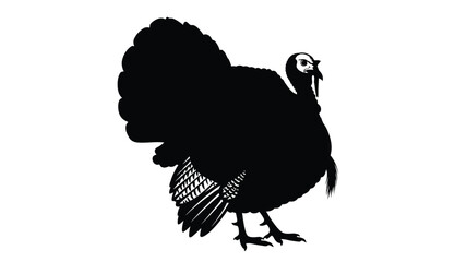 a striking black turkey illustration with detailed feathers silhouette © Rakib