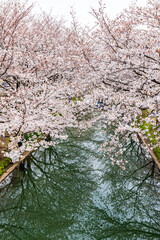 伏見十石舟 桜のある風景