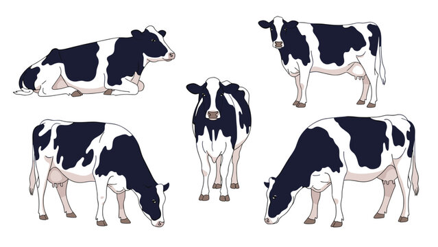 Group of five holstein cows in various poses including standing grazing and lying down on a white background for dairy farming themes.