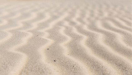 Obraz premium Close-up of Rippled Sand Dunes Under Soft Natural Light.