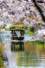 伏見十石舟 桜のある風景