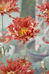 Beautiful Red chrysanthemum flowers closeup in the winter garden, Closeup of Chrysanthemum flower, Field of the Red Chrysanthemum, Beautiful Red flower blooming in nature.