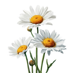 Fototapeta premium Beautiful daisies with white petals and yellow centers growing in a simple arrangement during springtime