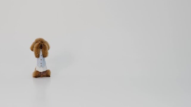 Charming little poodle with bowtie greets warmly with wagging tail