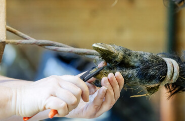 Obraz premium Alpaca nail clipping. The alpaca's nails have grown and need to be trimmed. The nails are trimmed at the same time as the wool is sheared in the spring.